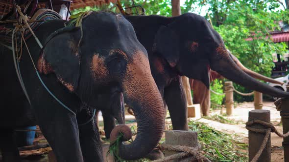 Asian elephants eating cane on the farm for entertainment tourists