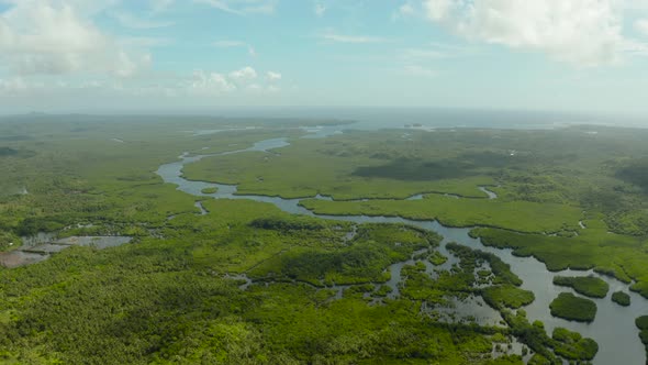 Aerial View of Mangrove Forest and River