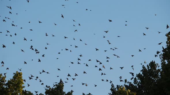 Flock of birds, Starlings (Sturnus vulgaris) surrounding their sleeping tree. France