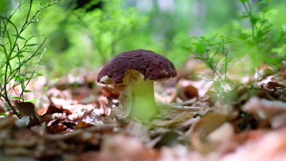 White Mushroom in Summer Forest