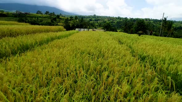 Walk in Rice Terraces in a Cloudy Day