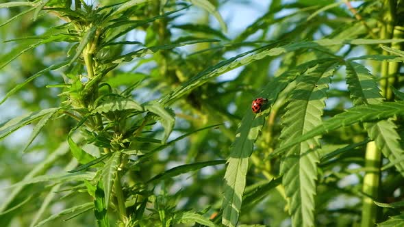 Ladybug Insect on Green Leaves of Blooming Marijuana Cannabis Plant Closeup