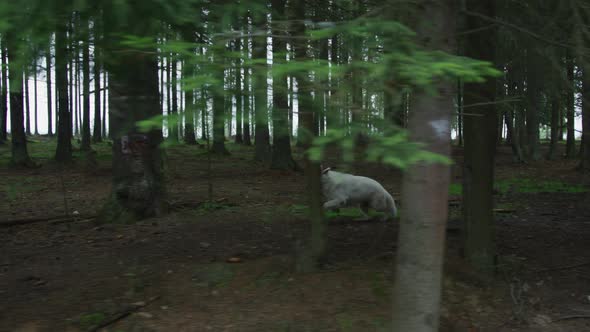 Wolf running into the woods