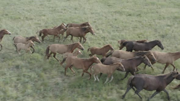 Wild Horses Running Dust From Under the Hooves