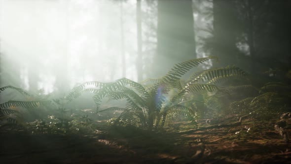 Morning with Fog in Sequoia National Park