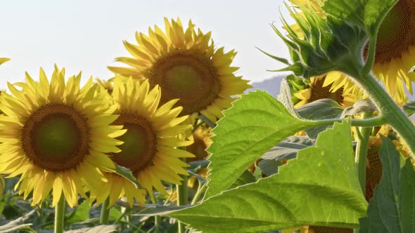 Fresh Sunflower Agriculture Field Close Up