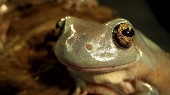 Australian Green Tree Frog Sitting Against Wooden Snag in Black Background. Close Up