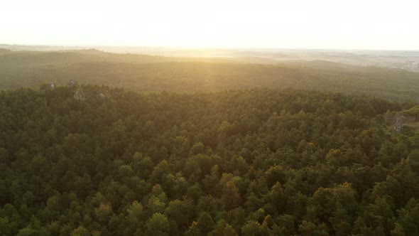 Drone Flight Over Sunlit Forests