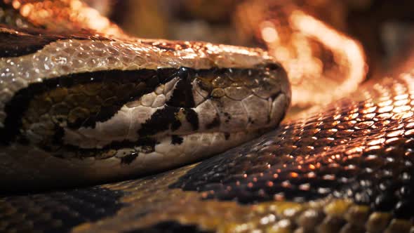 extreme close up of a burmese python