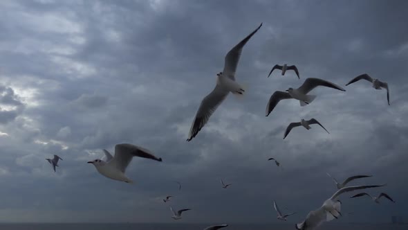 Flock Of Seagulls Fly Overhead Slow  Motion  alt