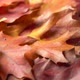 Colorful Background of Autumn Maple Tree Leaves With Rotation - VideoHive Item for Sale