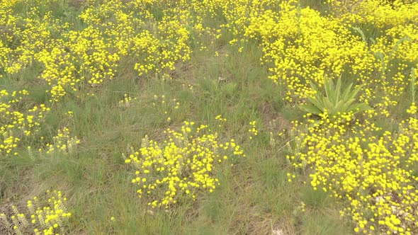 Green field with Basket of gold Alyssum Aurinia saxatilis flower 4K drone video