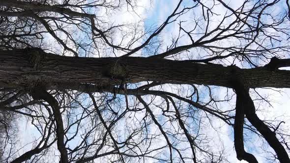 Vertical Video of the Forest with Trees Without Leaves Slow Motion