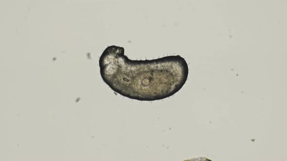 Ant Larva Monomorium Floricola, at an Early Stage of Development