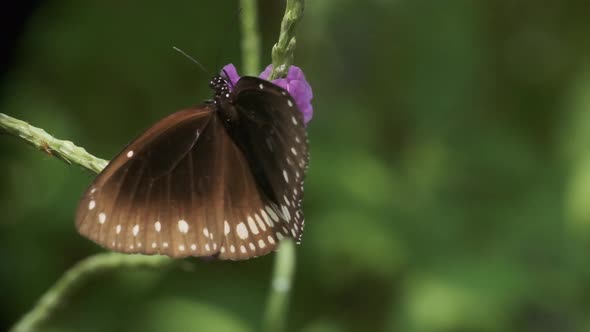 Indian Common crow butterfly on purple snakeweed Stachytarpheta jamaicensis flower close up slow mot