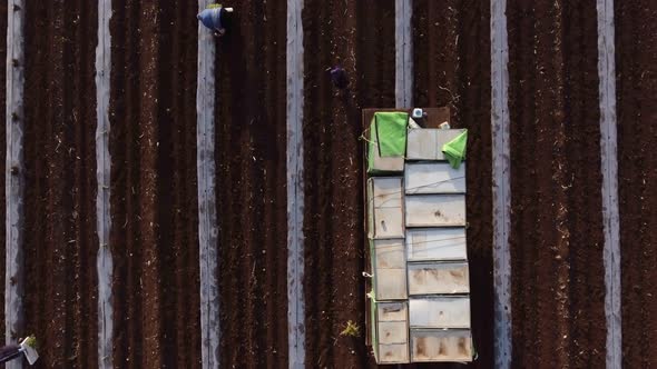 Aerial footage of farm workers working in a field with tractors