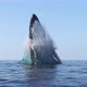 Humpback Whale Jumps Out Of the Water 4K - VideoHive Item for Sale