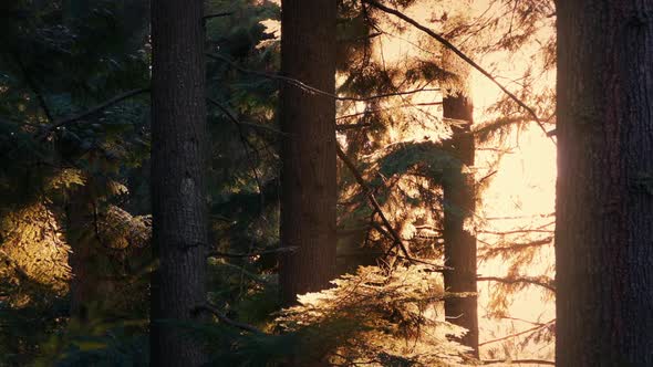 Sunlight Lights Up Trees On Summer Evening