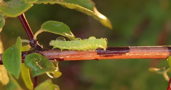 Caterpillar Diamondback Moth Plutella Xylostella Sometimes Called the Cabbage Moth