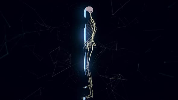 Man Nervous System V1 Hd