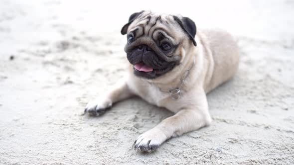 Happy dog pug breed sitting on beach feeling so happiness and fun