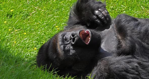 Eastern Lowland Gorilla, gorilla gorilla graueri, Silverback Male Laying down on Grass, Yawning