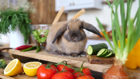 Healthy Diet Concept. Rabbit Cooking Vegan Salad On Kitchen.