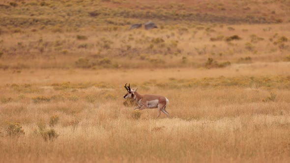 Pronghorn in Yellowstone National Park