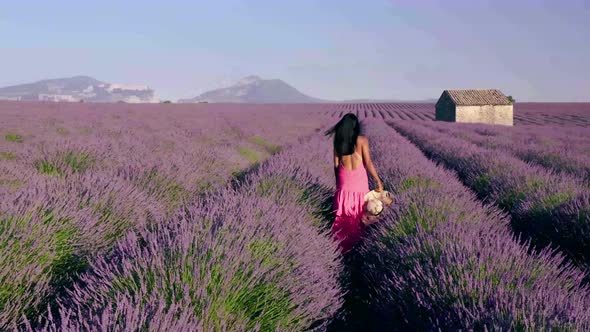 Provence Lavender Field France Valensole Plateau Colorful Field of Lavender Valensole Plateau