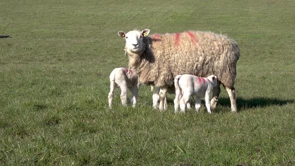 Sheep with Their New Born Lambs During the Lambing Season