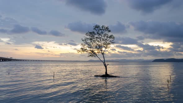 Timelapse dramatic sunset over lonely mangrove tree