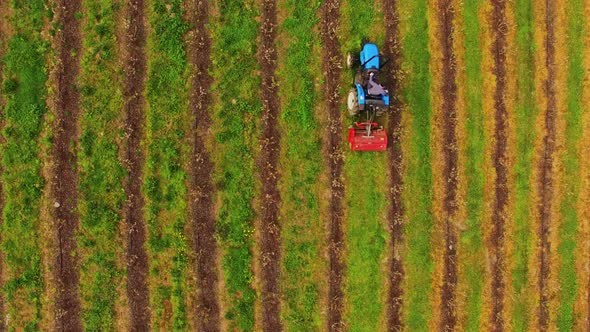 Farmer Harvesting Wheat in Field