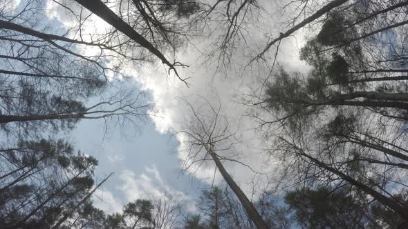 clouds weather moving past trees in sky time lapse rotate