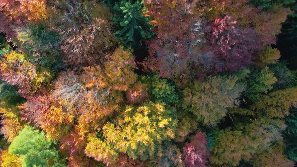 Beautiful Autumn Forest in Europe Aerial View