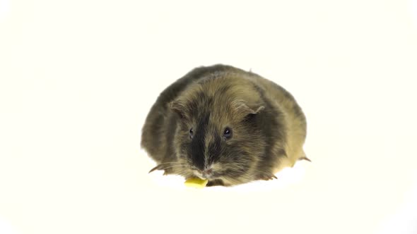 Short-haired Guinea Pig on a White Background in Studio. Close Up