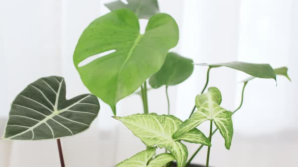 A group of beautiful house plants with different species is in a white bright room.