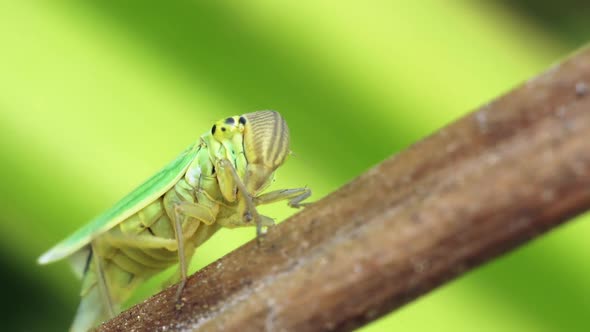 Green Leafhopper On A Dry Blade Of Grass