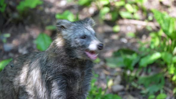 Portrait shot of wild raccoon dog eating prey after hunting in forest,close up