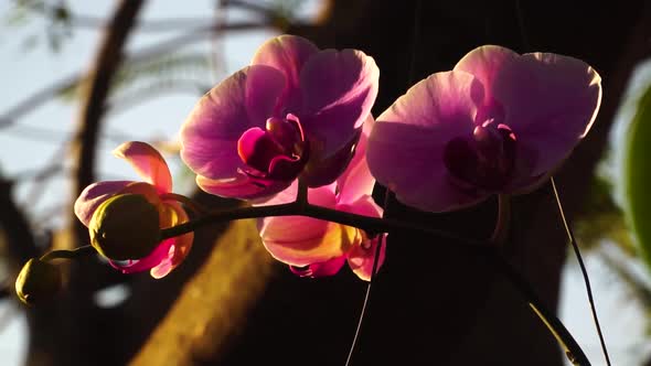 Pastel pink phalaenopsis orchid flowers backlit by gentle sunlight, close up