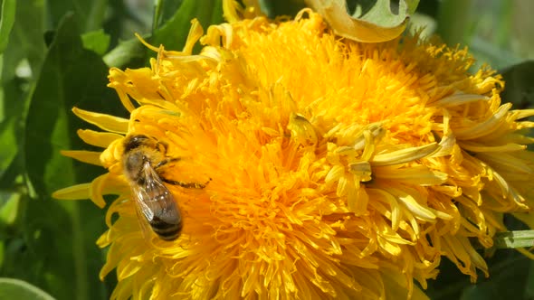 Dangerous bee working in yellow flower during Pollination time and flying away