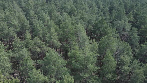 Green Pine Forest By Day Aerial View