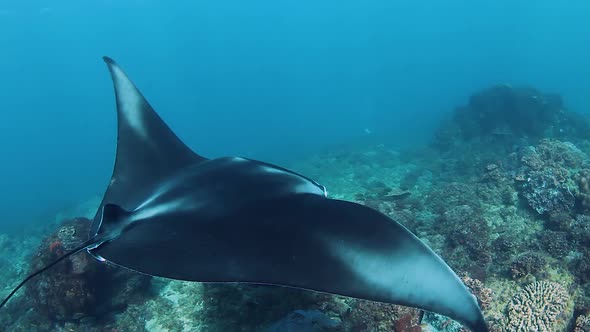 A Giant Manta Ray swimming above a colourful reef