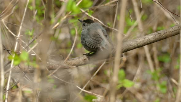 A chubby black and gray colored grey catbird bird hiding in the bush.