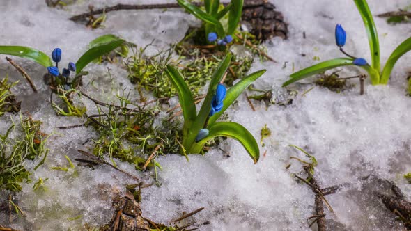 Blue Snowdrop and Snow Melts in Spring