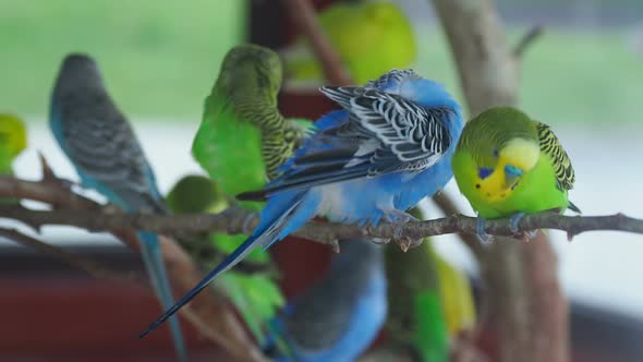 Budgerigar or Melopsittacus Undulatus or Budgie or Parakeet. Coloful Green and Blue Birds Are