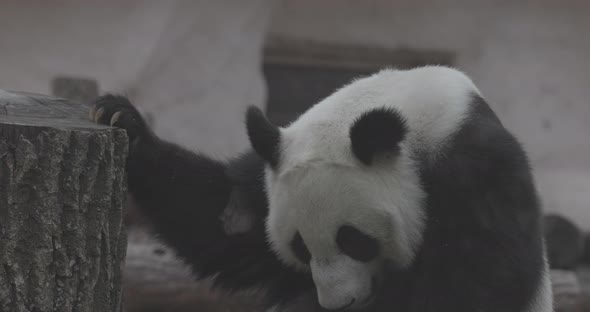 Cute Panda Eating Bamboo Stems at Zoo