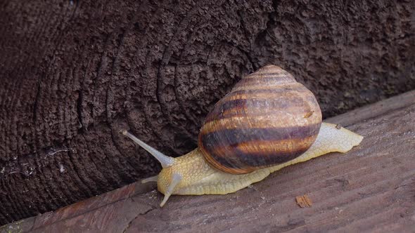 One Snail on a Wooden Surface