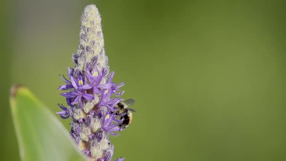 Slow motion of bee on flower