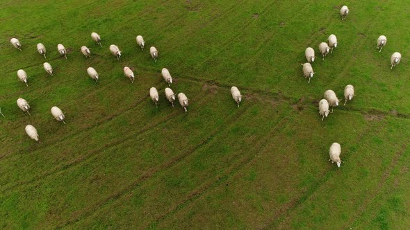 Group of sheep walking in grassland