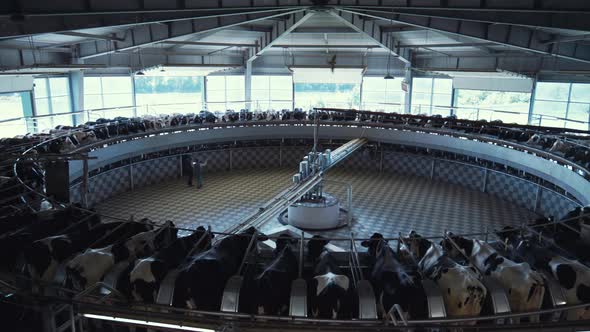 Milking Cows Carousel Dairy Production Facility